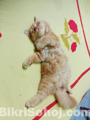 Persian cat